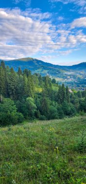 Ormanın güzel manzarası