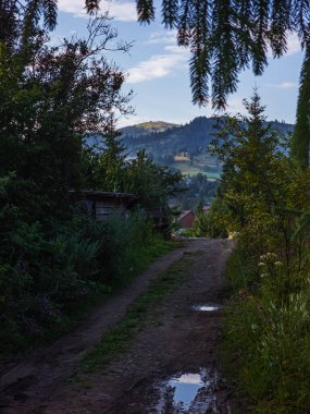 Akşamları ormandan geçen yol.