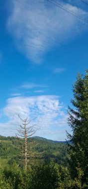 Ormanın güzel manzarası