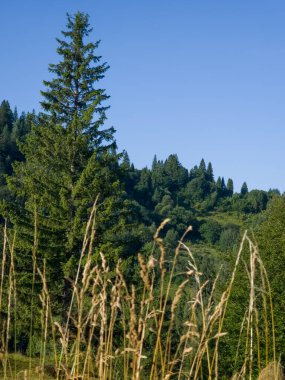 Ormanda bir ağacı olan güzel bir manzara.
