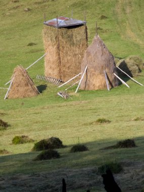 saman balyaları tarlada