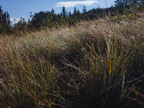 Çiçek tarlası ve bulutlu gökyüzü olan güzel bir manzara.