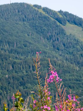 Karpat Dağlarının güzel manzarası