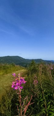 Güzel bir manzara Ağacı ve mavi gökyüzü