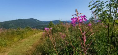 Güzel botanik fotoğrafı, doğal duvar kağıdı.