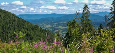 Yazın bir dağ vadisi manzarası