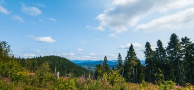 Tepedeki güzel yaz ormanı
