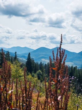 Dağın tepesinden manzara.