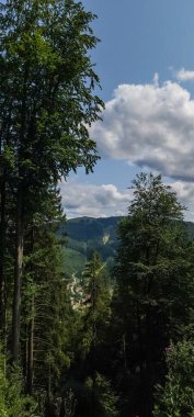 Ağaçları ve mavi gökyüzü olan güzel bir manzara.