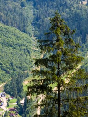 Güneşli bir günde, ormanda bir ağaç, Avusturalya