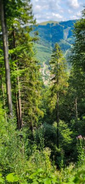Ormanın güzel manzarası