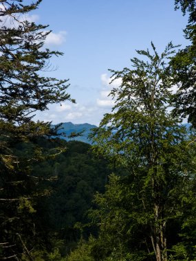 Dağdan ormana güzel bir manzara..