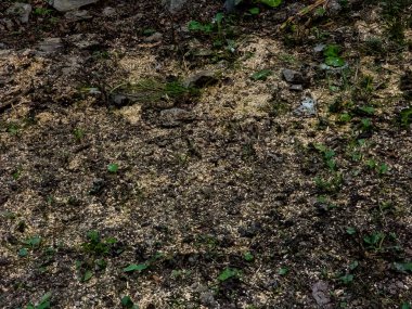 yeşil çimen dokusu arkaplanı.