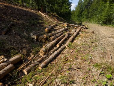 Yolda kesilmiş kütükler yığını.