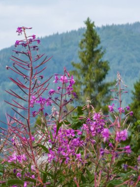 Bahçedeki güzel çiçekler