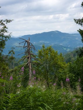 Güzel orman görünümünü