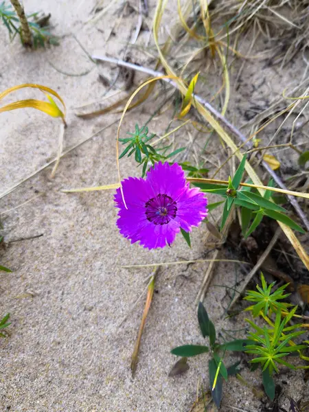 Dominant Purple Autumn Flower — Stock Photo, Image