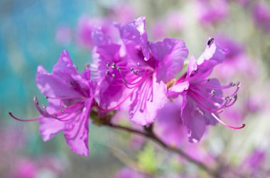 Doğu kıyısında Rhododendron. 