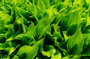 Yapraklar, çimenler, yeşil, dokular.