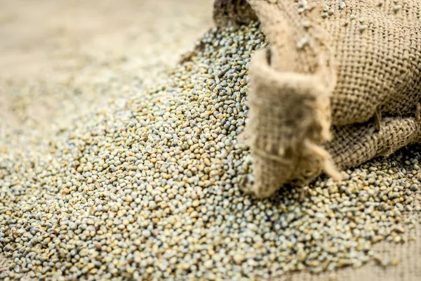 Ham organik Pennisetum glaucum topçu çantadan geliyor darı.