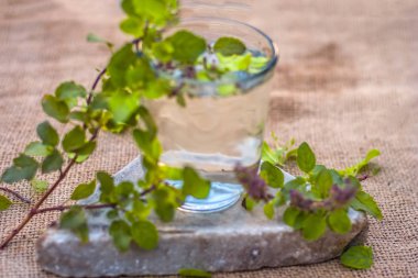Kutsal fesleğen, mehmet veya Ocimum tenuiflorum şeffaf bir bardak su.