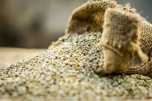 Rauwe Biologische Pennisetum Glaucum Pearl Gierst Komen Uit Een Zak — Stockfoto