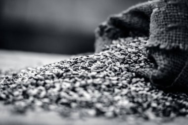 Split yeşil gram, Moong dal, bir topçu çantasından çıkan Vigna Işınsal simetrili canlılar.;