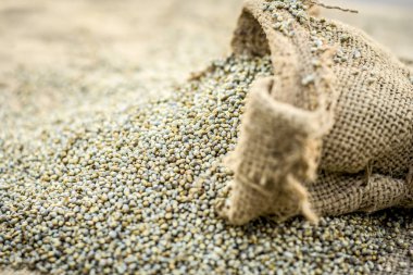 Ham organik Pennisetum glaucum topçu çantadan geliyor darı.