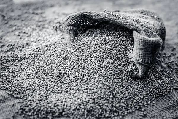 Raw Οργανικό Pennisetum Glaucum Μαργαριτάρι Κεχρί Βγαίνει Από Μια Τσάντα — Φωτογραφία Αρχείου