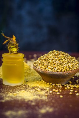 Kişniş yağı bir kil kase kuru kişniş ile