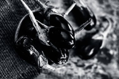 Geleneksel bir sepet içinde taze çiğ patlıcan bakış topçu arka plan üzerinde kapatın.