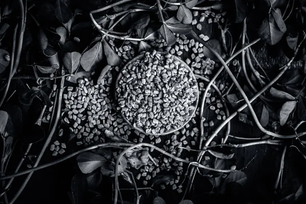 Nahaufnahme Von Rohen Bockshornkleeblättern Und Samen — Stockfoto