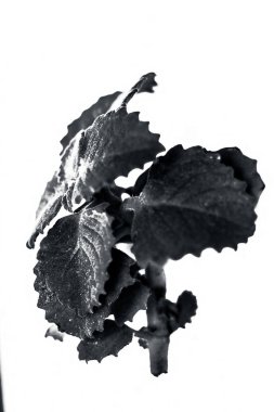 Küçük Şubesi ajwain bitki üzerinde beyaz izole kapatmak