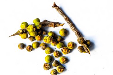 Meyve ve yaprakları Banyan Tree, Ficus benghalensis halk Vadla beyaz bir yüzeye izole olarak bilinen yakın çekim.