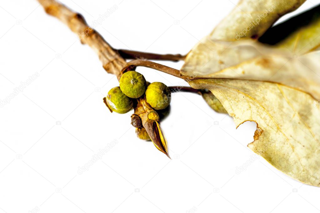 Close up of fruit and leaves of Banyan tree, Ficus benghalensis popularly known as Vadla isolated on a white surface.