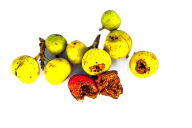 Dikdörtgen meyve beyaz arka plan üzerinde izole kapatmak