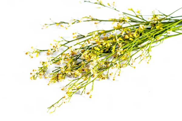 Primer Plano Flores Árbol Neem Sobre Fondo Blanco — Foto de Stock