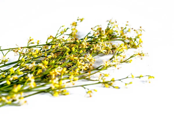 Nahaufnahme Von Neem Tree Flowers Auf Weißem Hintergrund — Stockfoto