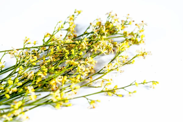 Nahaufnahme Von Neem Tree Flowers Auf Weißem Hintergrund — Stockfoto