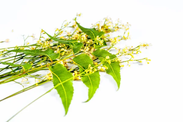 Blumen Und Blätter Des Neem Tree Auf Weißem Hintergrund — Stockfoto