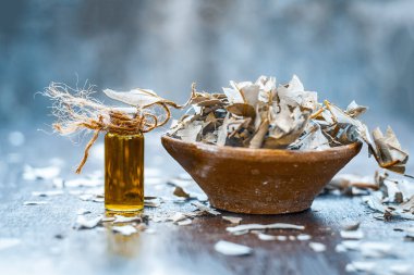 Banyan ficus petrol ve ahşap masa üzerinde toz yaprakları ile