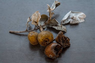 Dikdörtgen meyve ve yaprakları ahşap arka plan üzerinde Kapat