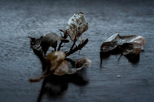 Feuilles Figuier Indien Sur Surface Bois — Photo