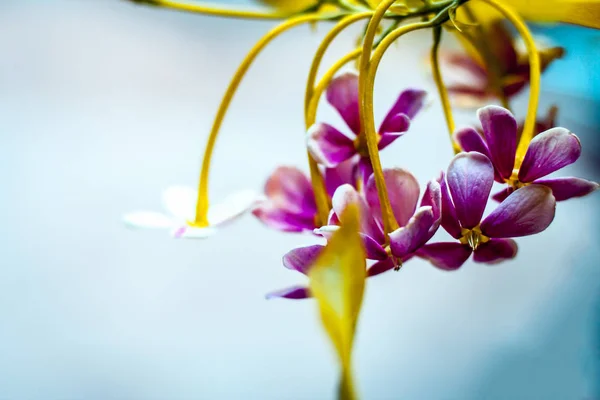 Close Van Combretum Indicum Bloemen Met Blaadjes — Stockfoto