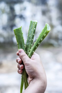 Aloe Vera bırakır tutan bir insan el yakın çekim.