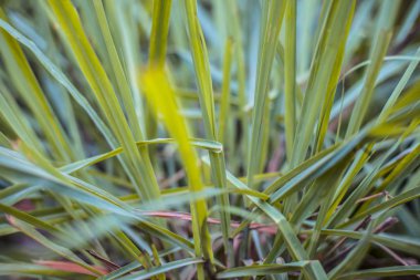 Hint Limon otu veya bir tencerede Cymbopogon ot ya da lili chai yakın çekim.