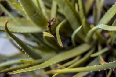 Aloevera bitki ya da doğru aloe ya da Hint aloe ya da bir tencerede Çin aloe yakın çekim.