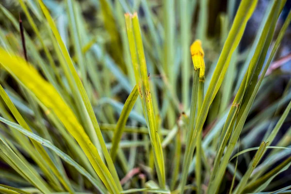 Close up of Indian lemon grass or Cymbopogon grass or lili chai in a pot.