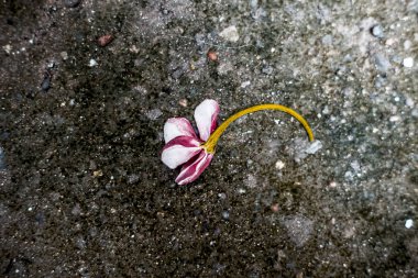 Close up of single flower on rough surface of Rangoon's creeper,Chinese suckle, or honey suckle. clipart