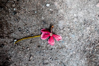 Rangoon'ın sarmaşık pürüzlü yüzeyi tek çiçek, yakın çekim, Çince emzirmek veya Hanımeli.